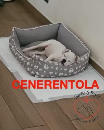 Cenerentola cucciola di boxer di 2 mesi in adozione Foto 5